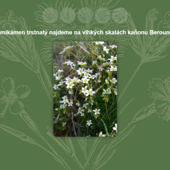 Kvíz ve formě ano/ne.