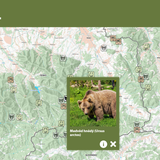 Mapa s vyznačenými výskyty jednotlivých šelem a proklik ikony medvěda. Kliknutím na ikonu ⓘ se zobrazí celý článek.